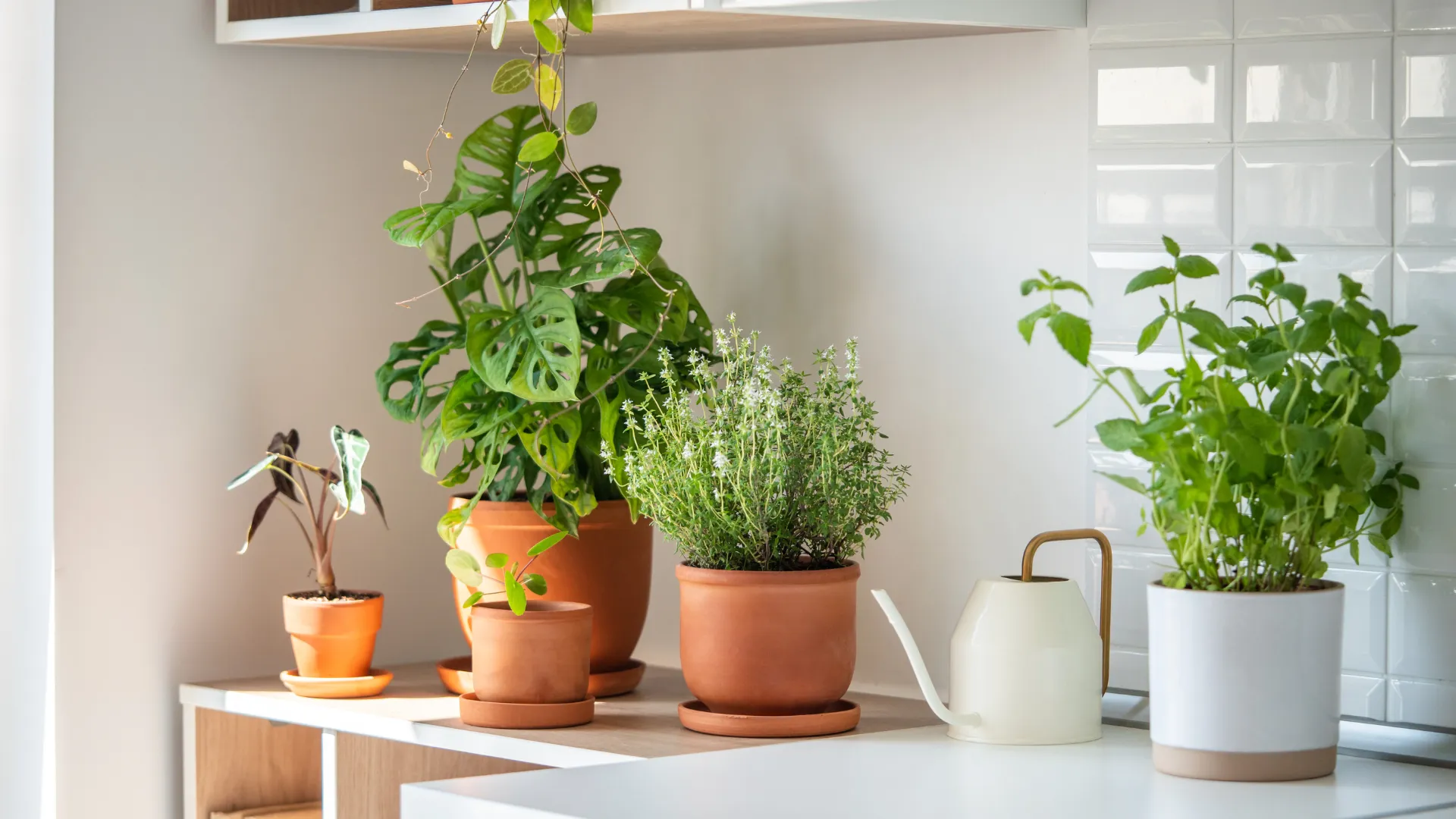 2025 gardening trends: What's growing this year