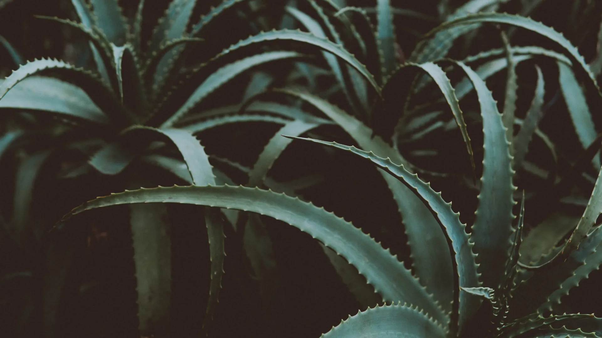 How to grow aloe vera: A beginner’s care guide