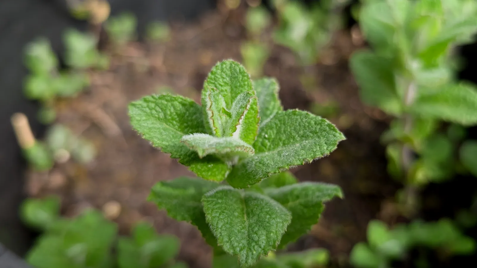 apple mint plant