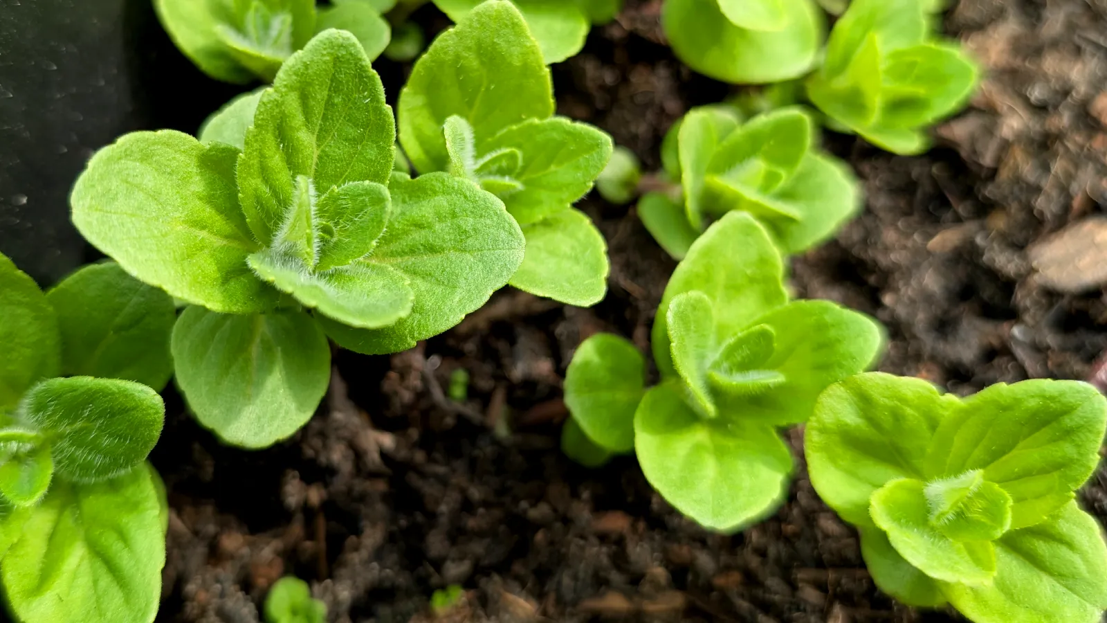 banana mint plant