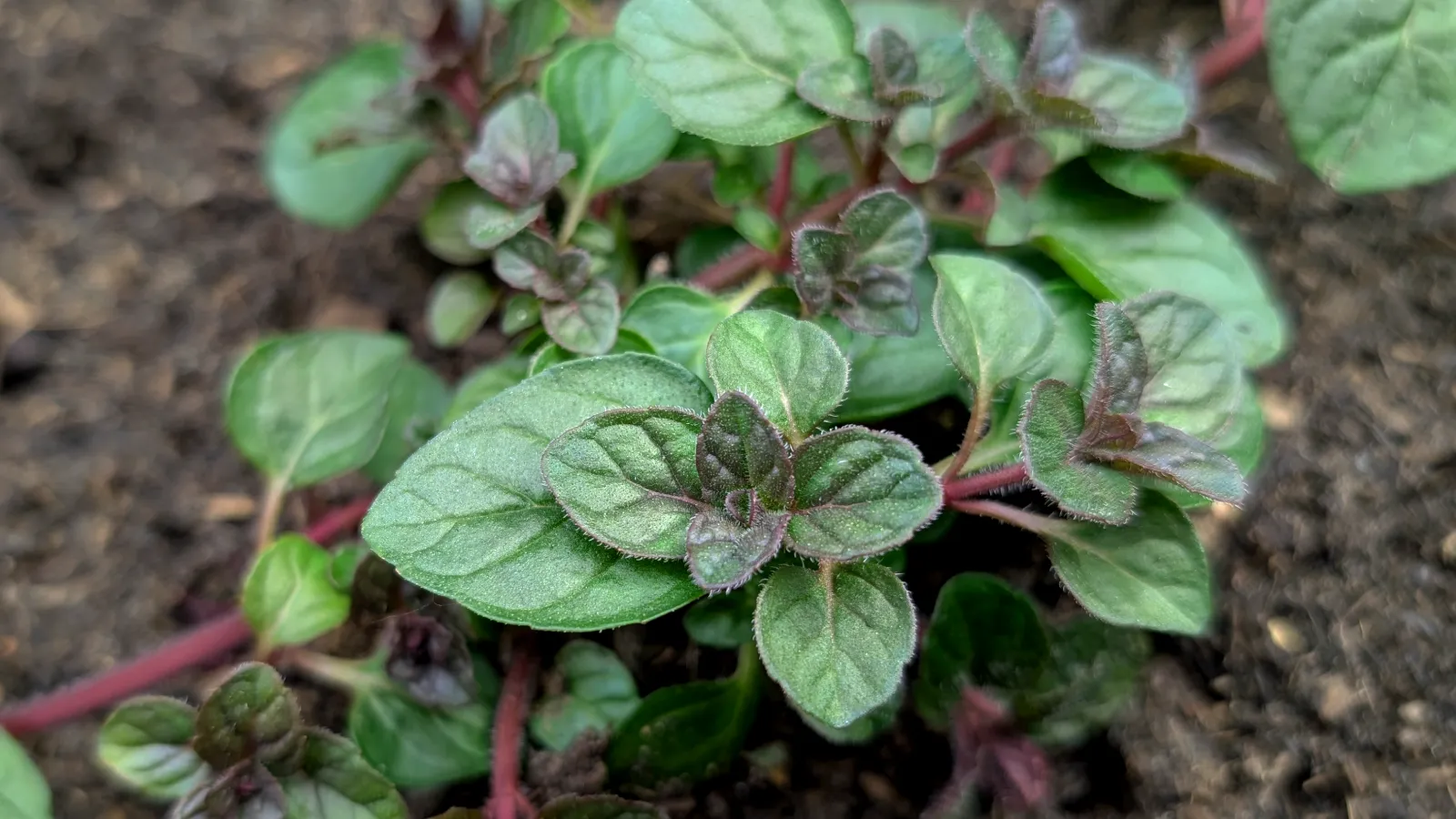 blackcurrant mint plant