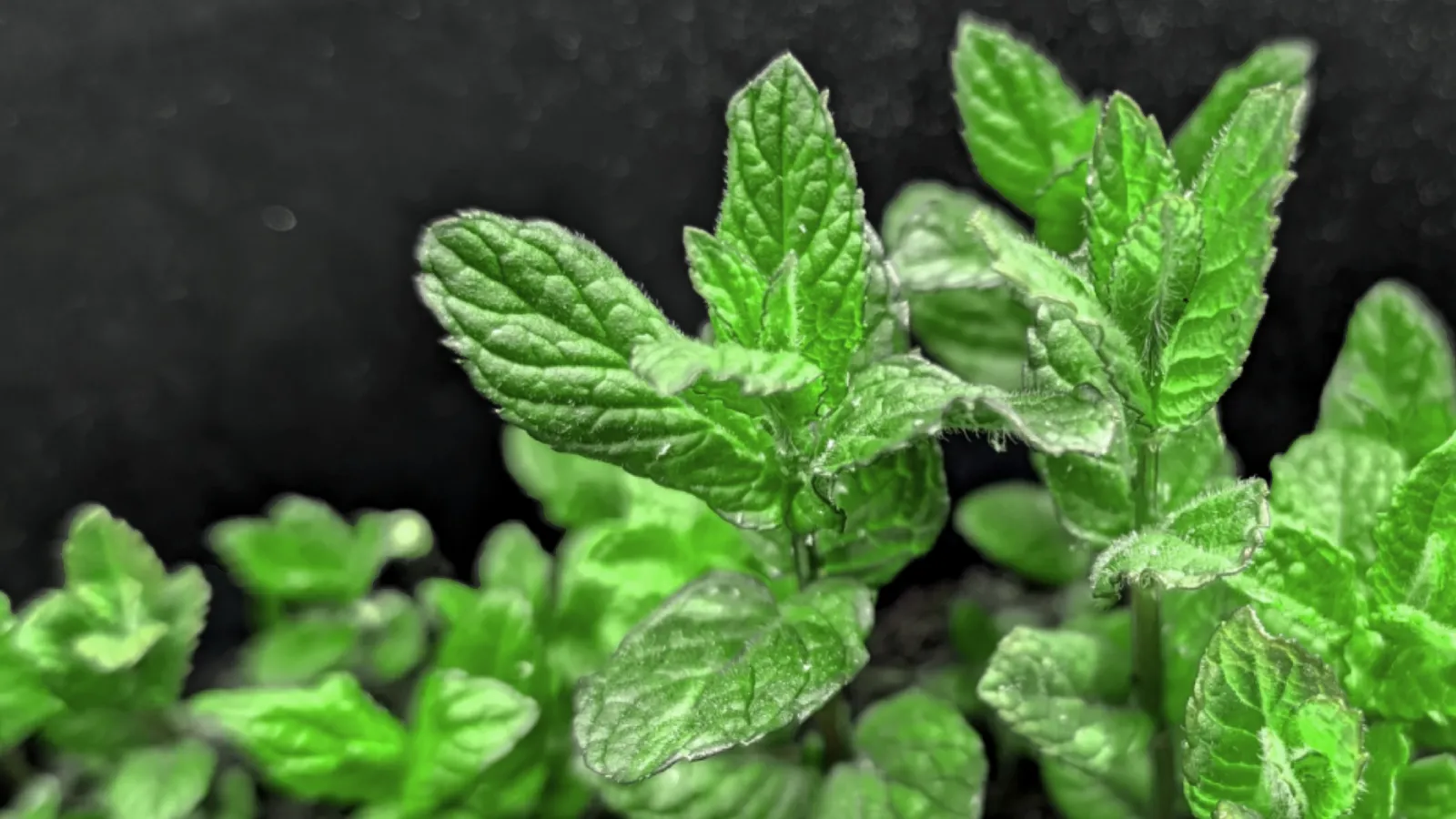 garden mint plant