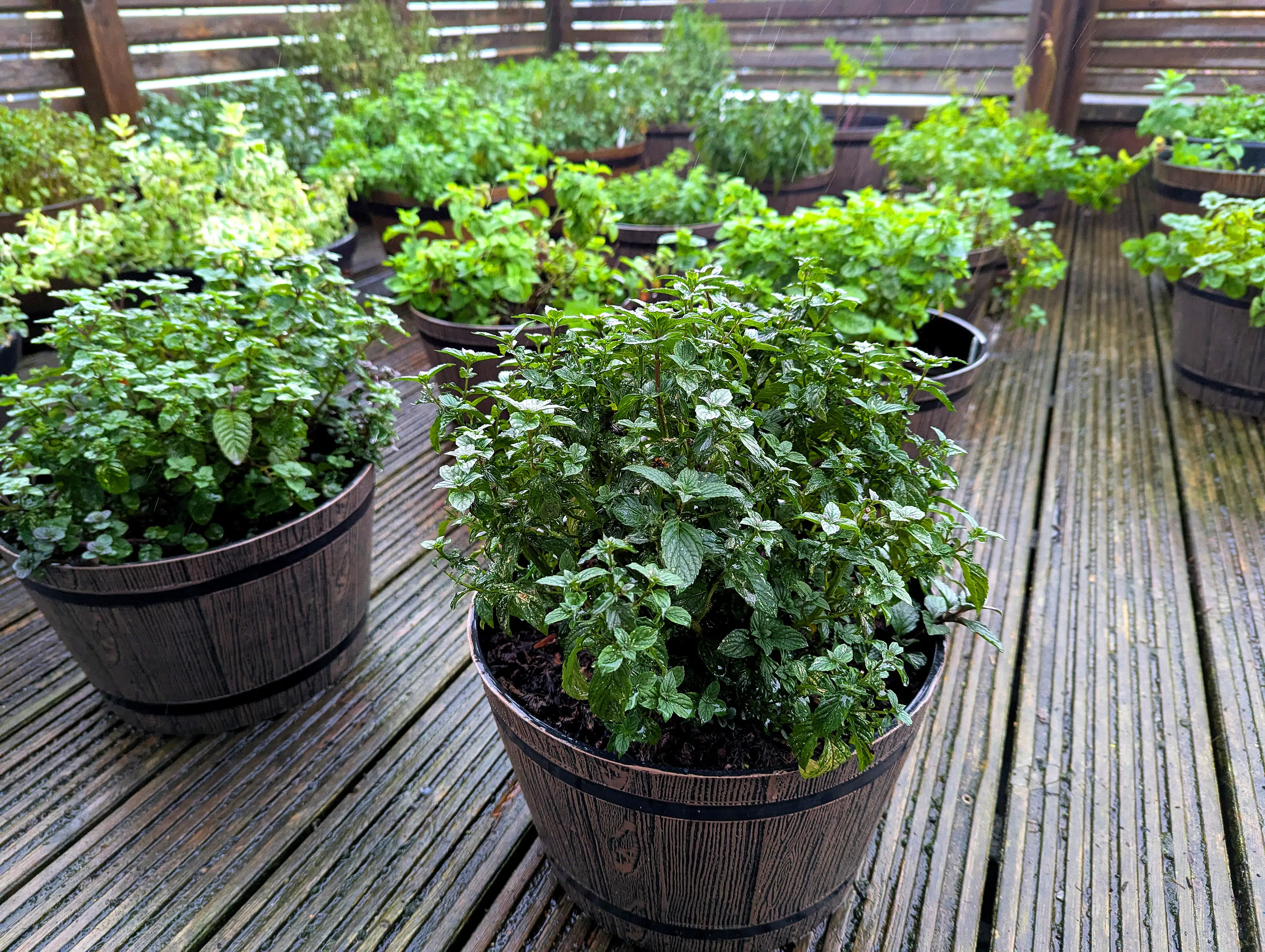 garden full of mint plants