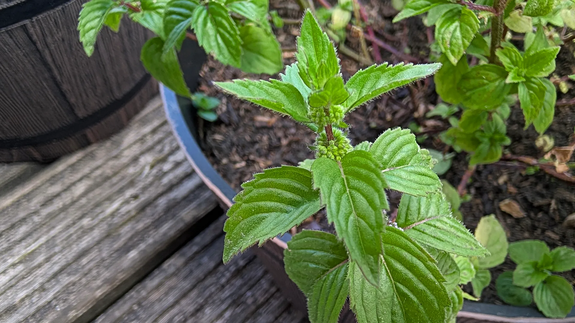 ginger mint plant