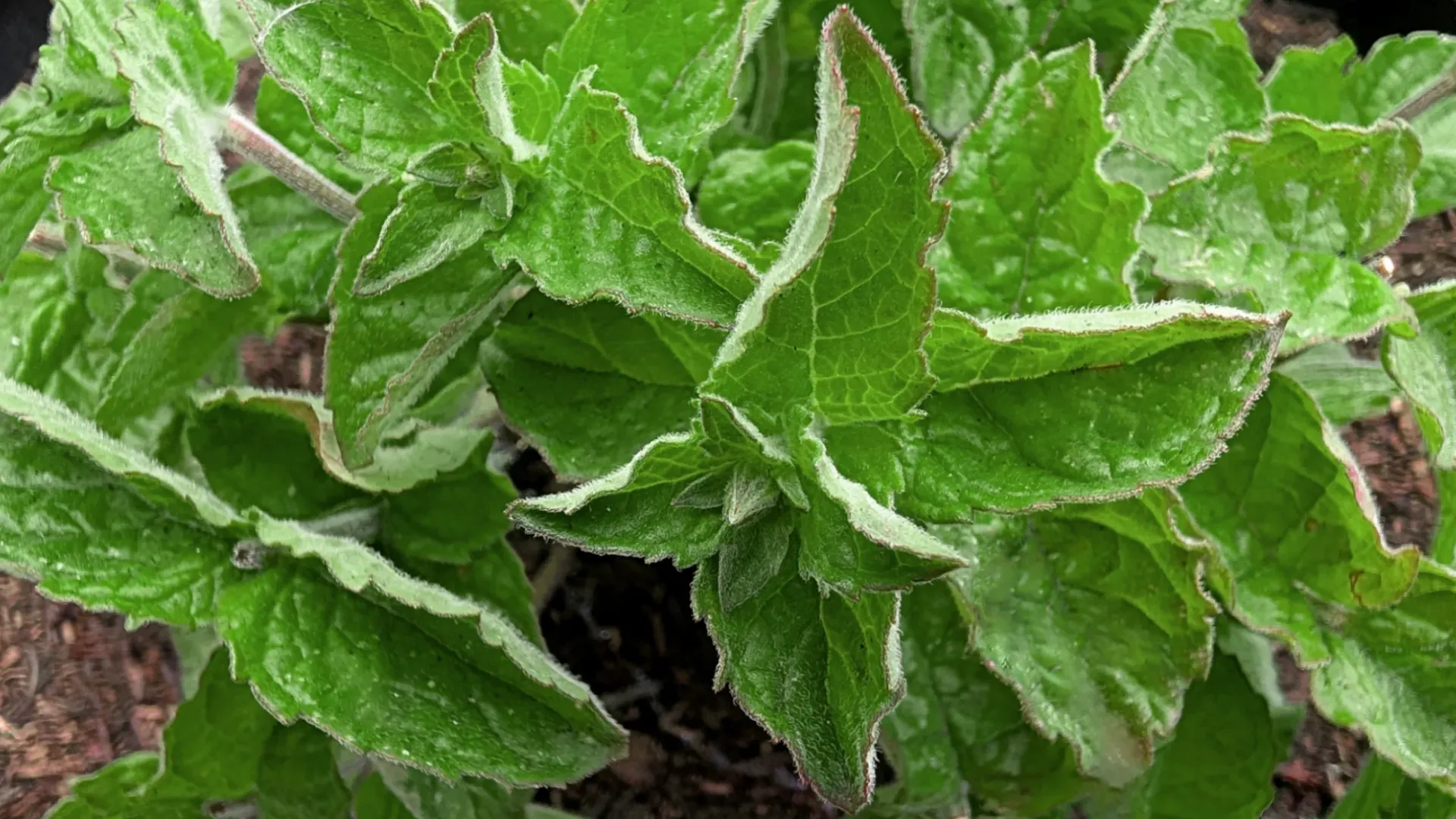 grapefruit mint plant