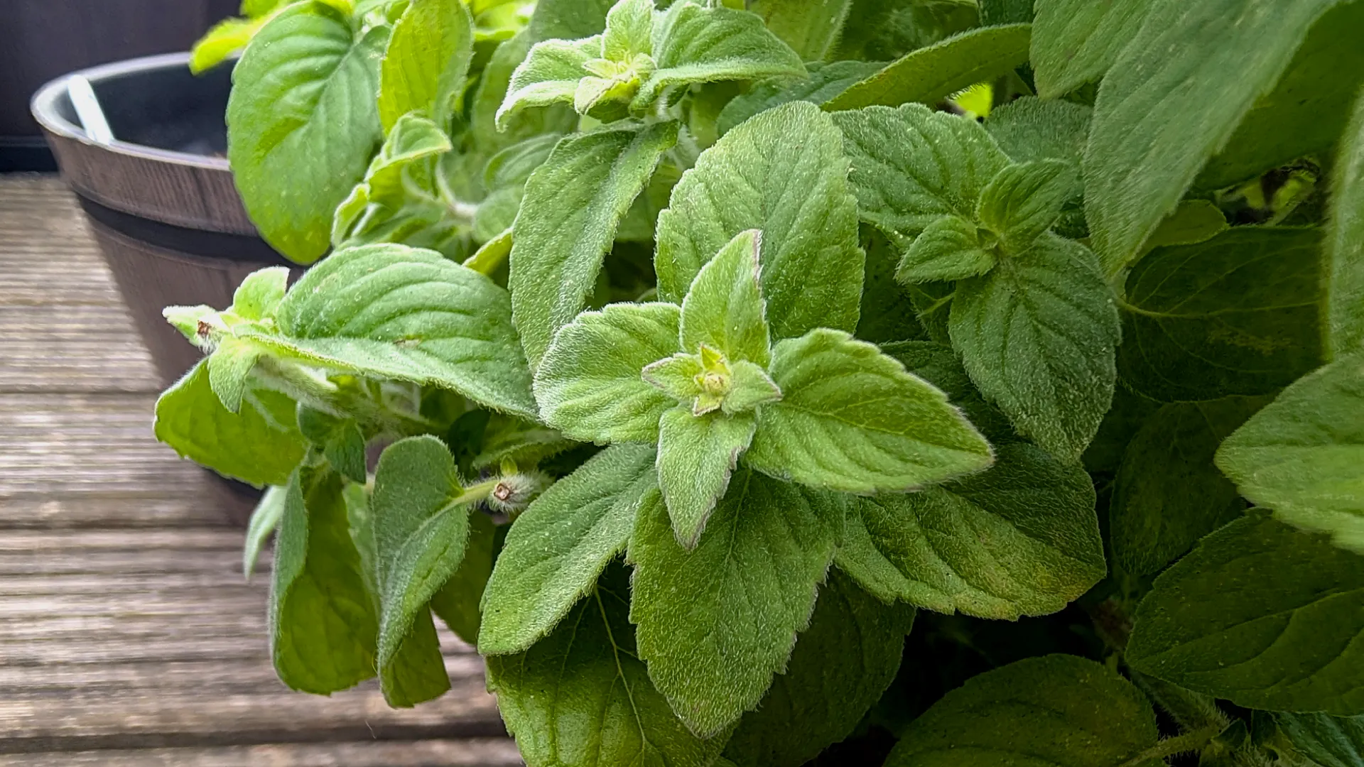 lemon mint plant