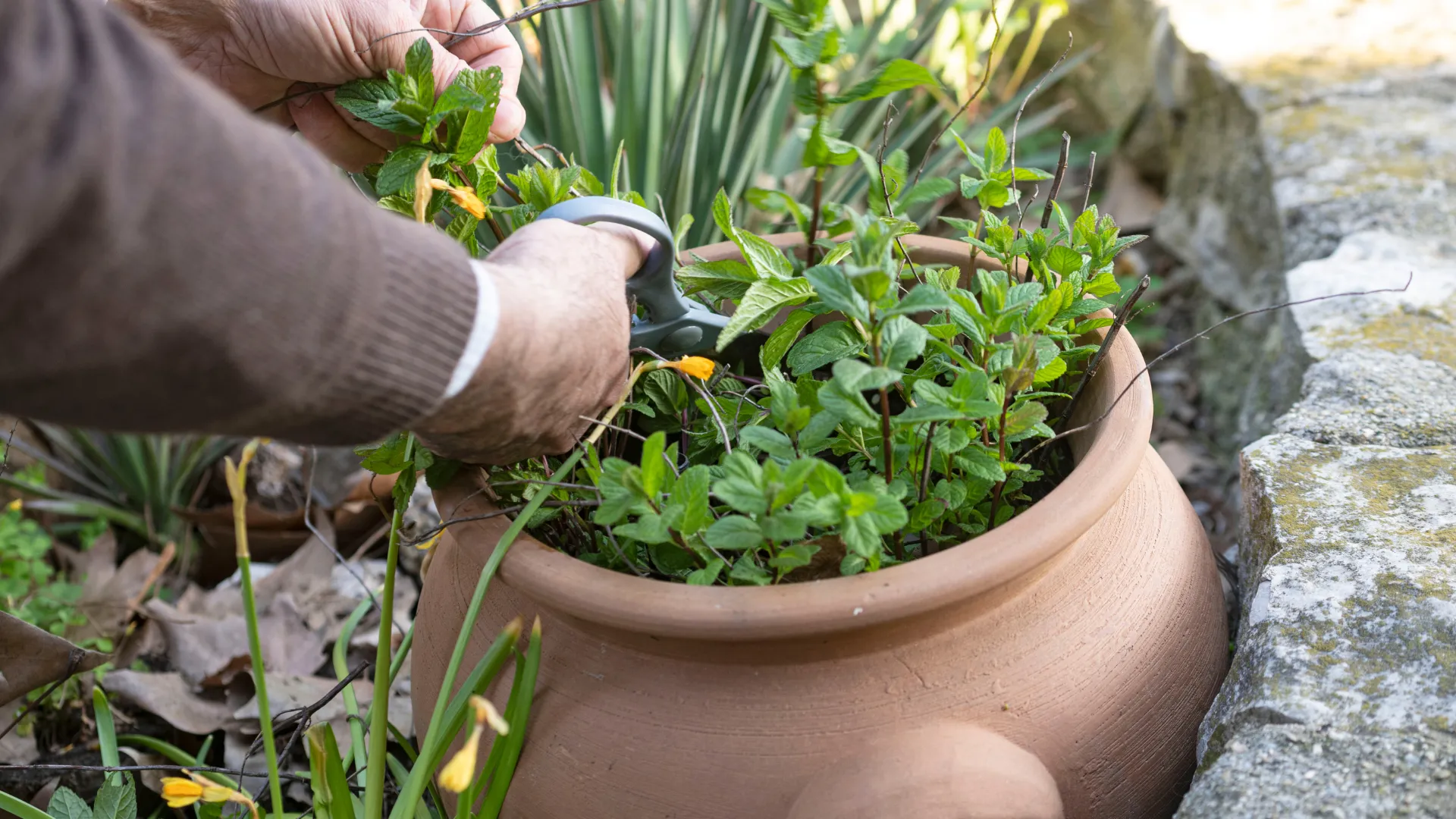 How to harvest and dry mint leaves