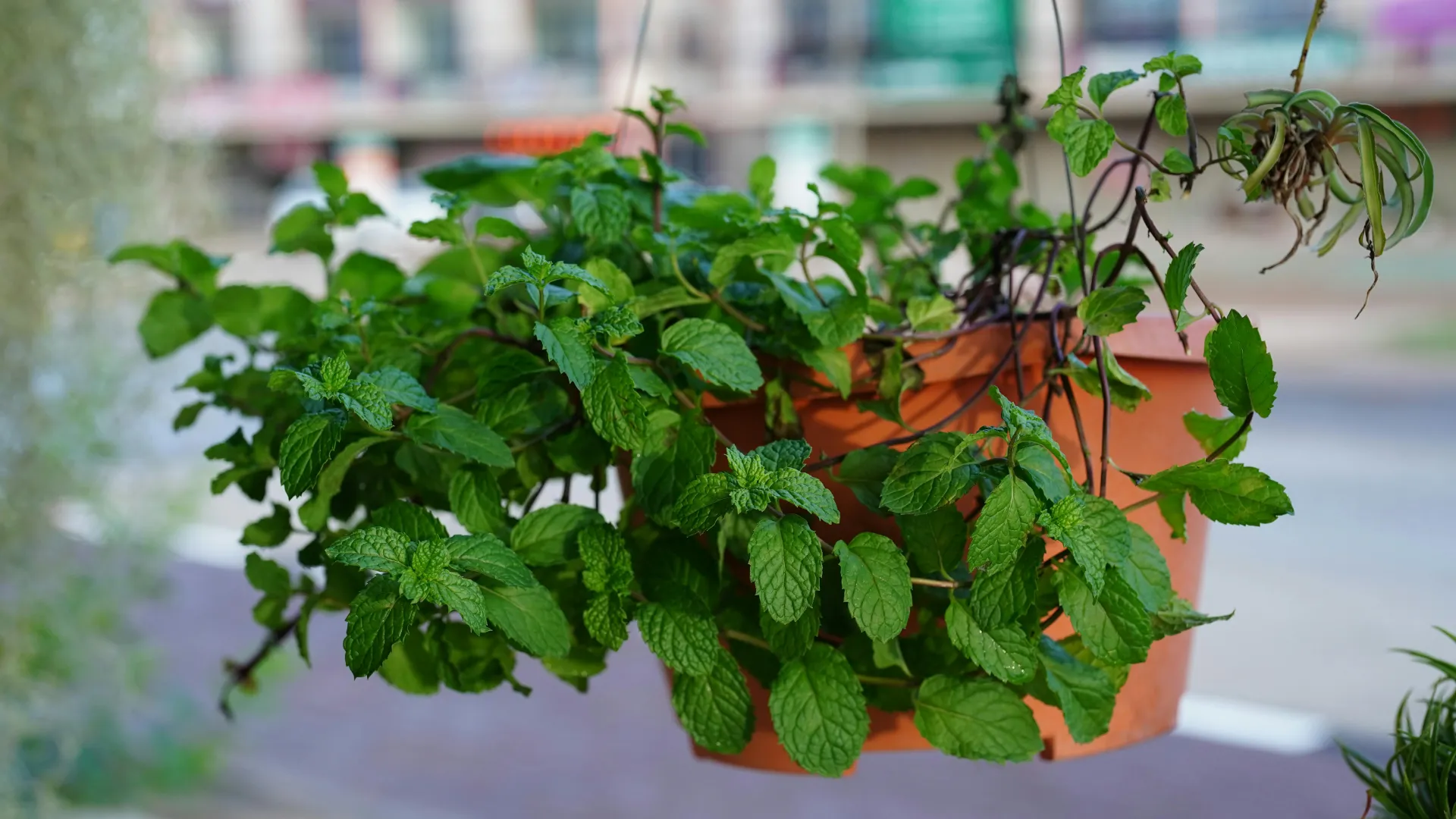 Exploring 20 unique mint varieties