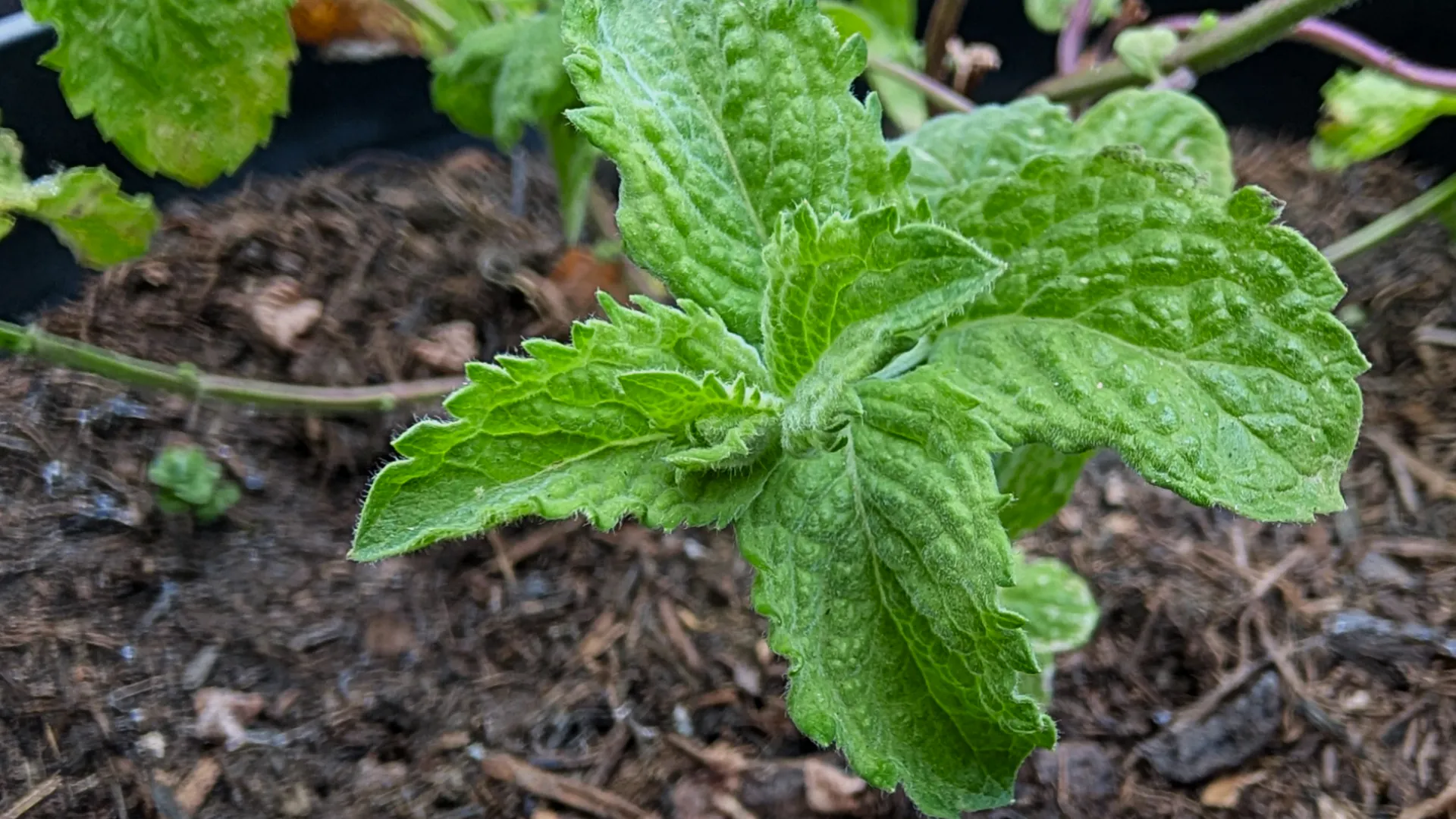 mojito mint plant
