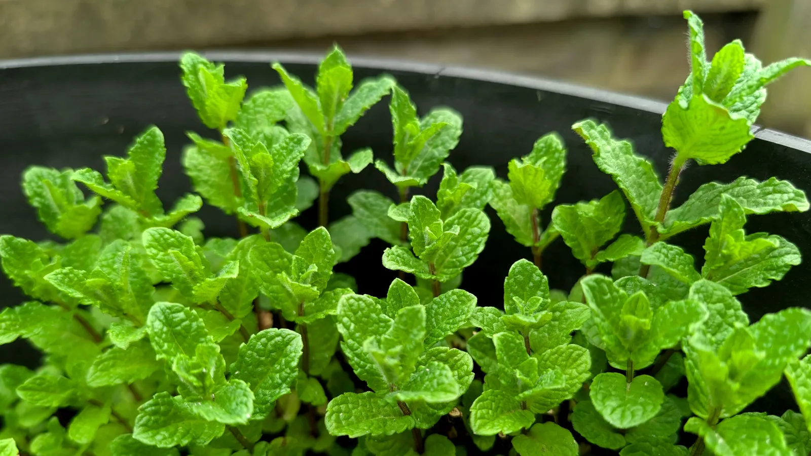 moroccan mint plant