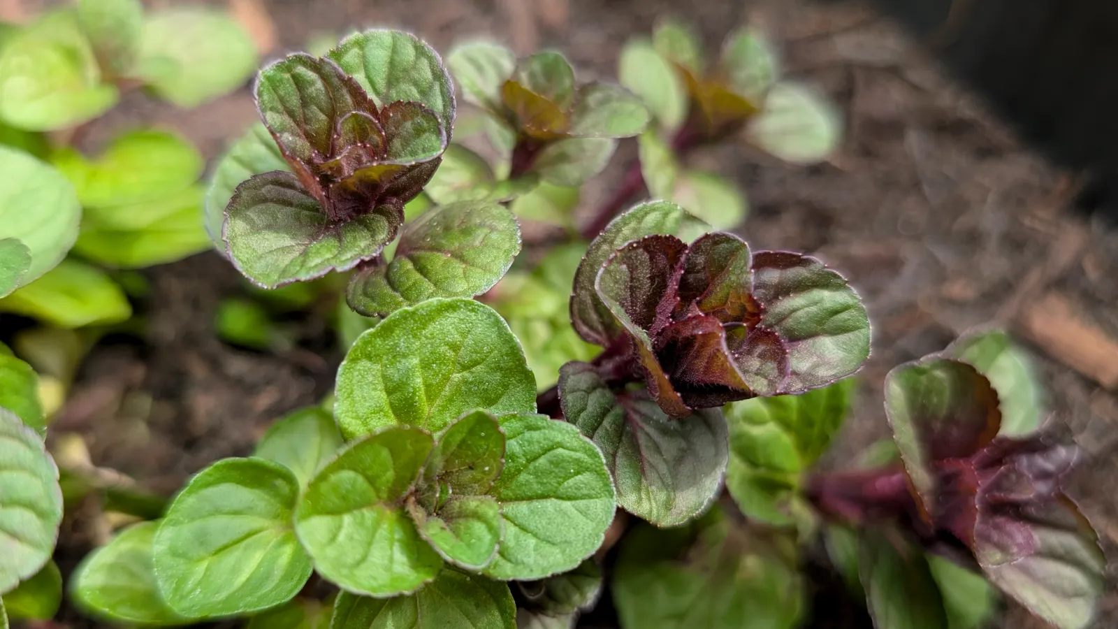 orange mint plant