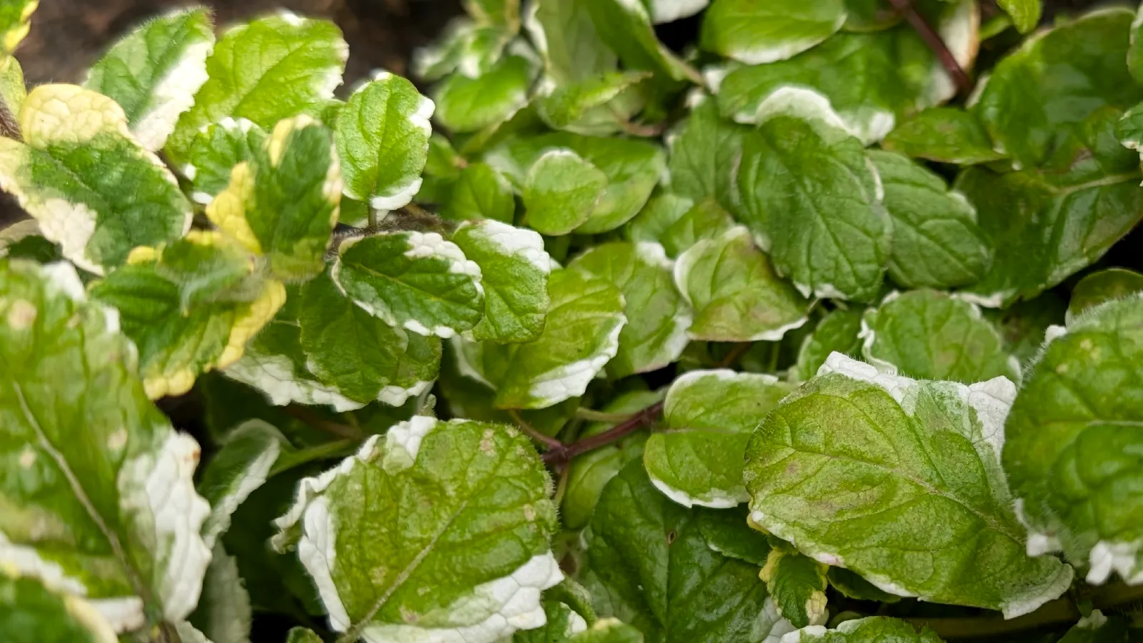 pineapple mint plant