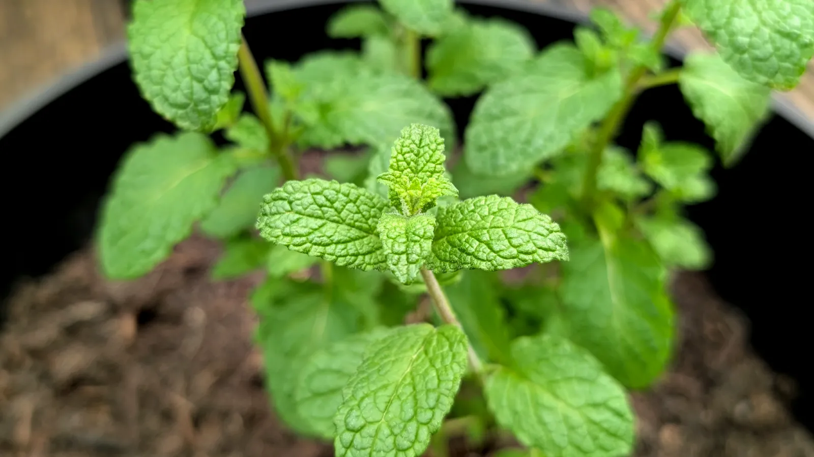 strawberry mint plant